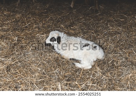 Image, Stock Photo Flock of sheep, closely packed together