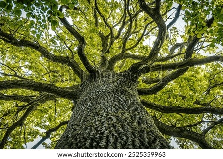 Similar – Image, Stock Photo A tree with a bench and a green field with a copy space