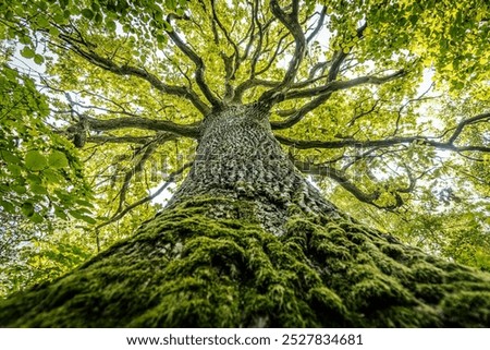 Similar – Image, Stock Photo forest Forest Tree Nature