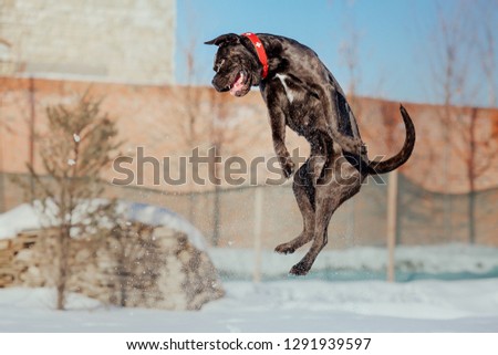 Cane Corso Pedigree Database Arryn Jon Snow Detailed