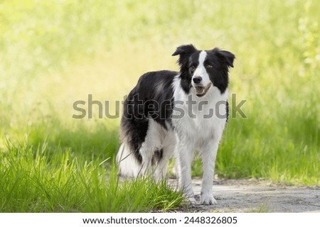 Similar – Image, Stock Photo cute border collie dog and two women legs relaxing in a van. travel concept