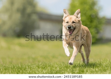 Similar – Foto Bild Glücklicher Mischlingshund geht auf der Straße