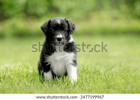 Similar – Image, Stock Photo Border collie puppy with blue eyes