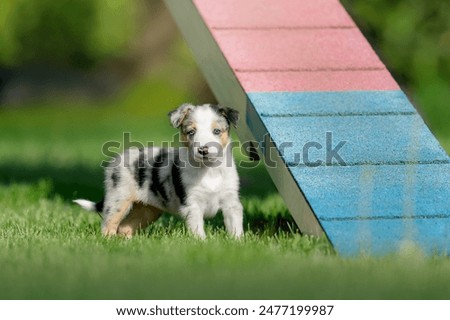 Similar – Image, Stock Photo Border collie puppy with blue eyes