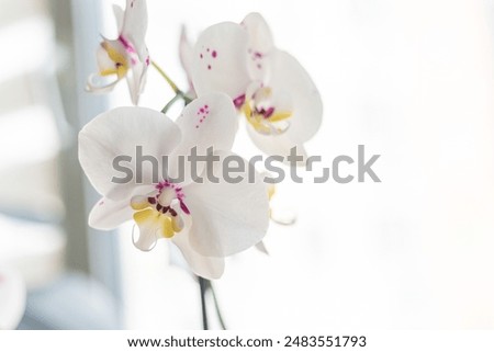 Similar – Image, Stock Photo White orchid in a neon light. Close-up.