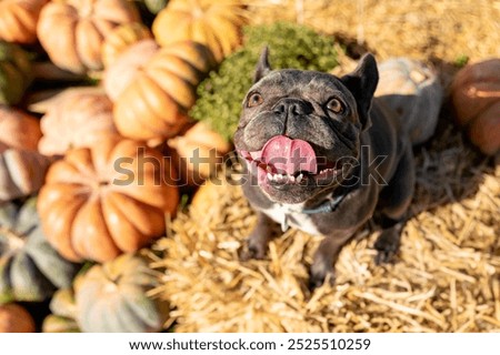 Similar – Foto Bild Französische Bulldogge auf einem Spaziergang