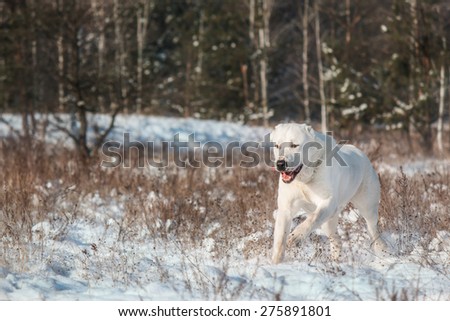 Central Asian Shepherd Dog on white background of a winter landscape