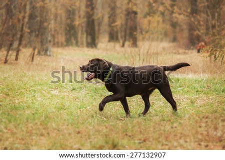 chocolate labrador retriever running  in a forest