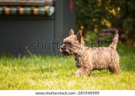 Cairn terrier puppy playing on the grass