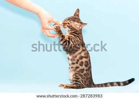 Bengal kitten playing on a blue background