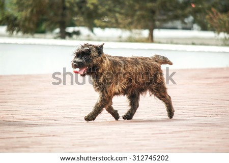 Cairn Terrier puppy on the street