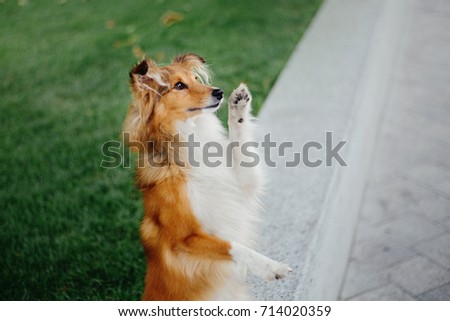 dog sitt