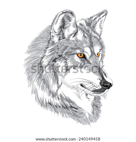 Wolf Muzzle Sketch Stock Vector Illustration 240149458 : Shutterstock