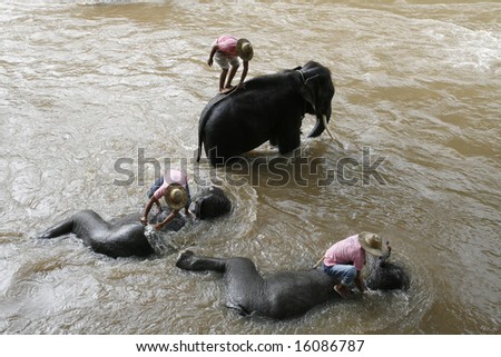 three elephant  take shower  in a river