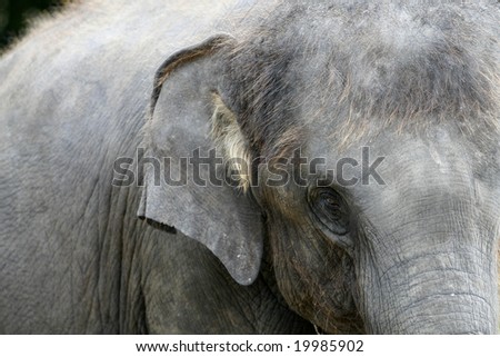 an elephant head taken in lovely Thailand