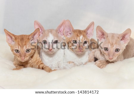 a group of kittens red teddy Cornish Rex