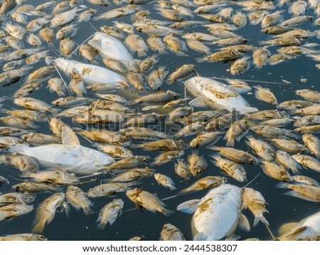 Similar – Image, Stock Photo Dead fish on the beach