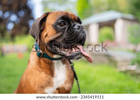 Similar – Foto Bild Boxer Hund Portrait Nahaufnahme Im Park