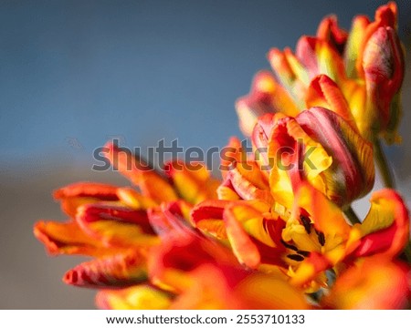 Similar – Image, Stock Photo Bunch of Parrot Style Tulips