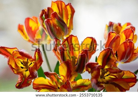 Similar – Image, Stock Photo Bunch of Parrot Style Tulips