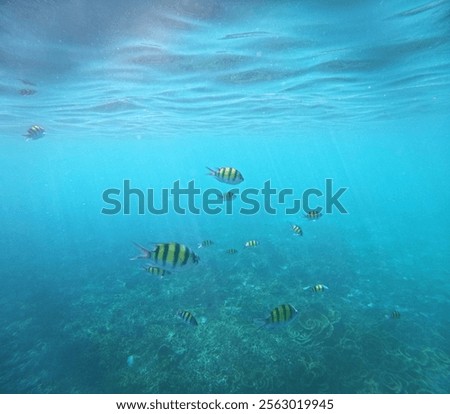 Similar – Image, Stock Photo underwater world Healthy