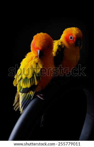 Lovely couple of Sun Conure in black background - Aesthetic in the dark