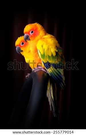 Lovely couple of Sun Conure in black background - Aesthetic in the dark