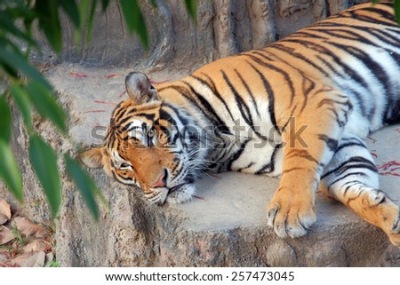 Lazy Bengal tiger lie down on the floor