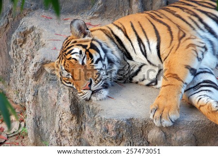 Lazy Bengal tiger lie down on the floor