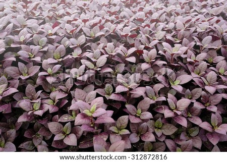 beautiful purple leaves garden