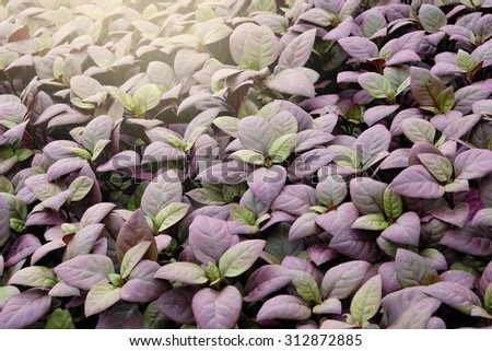 beautiful purple leaves garden