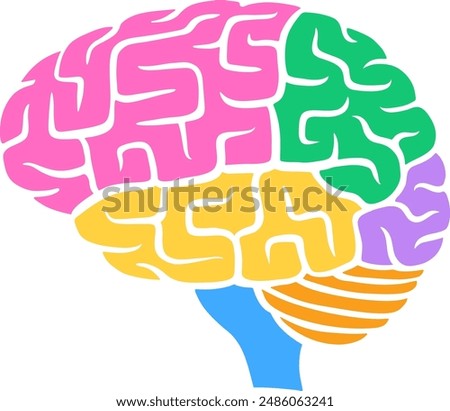 Human brain with colored lobes