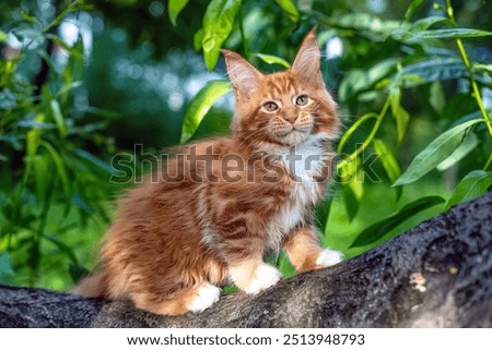 Similar – Foto Bild Maine Coon Katze sitzt auf dem Operationstisch beim Tierarzt