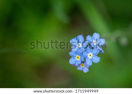 Image, Stock Photo small blue speedwell flowers