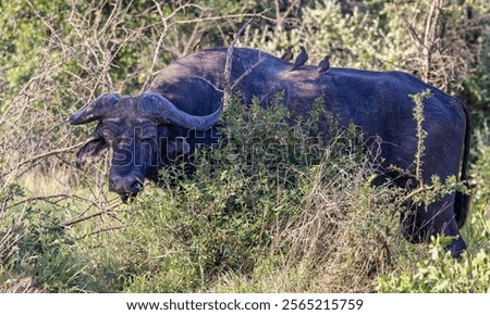 Similar – Foto Bild Vogel Close Up Profil Silhouette Schwarz und Weiß auf Pole und Draht