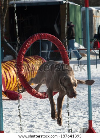 Dog flies through the ring on the snow background