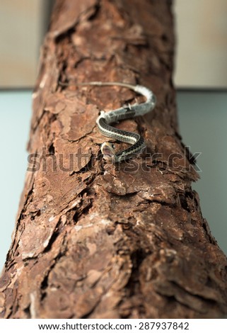 Little young snake crawls with his mouth open on the tree bark