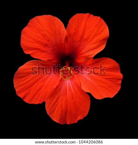 single colorful close up orange hibiscus hawaii state flower