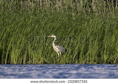 Similar – Image, Stock Photo grey heron birdwatching