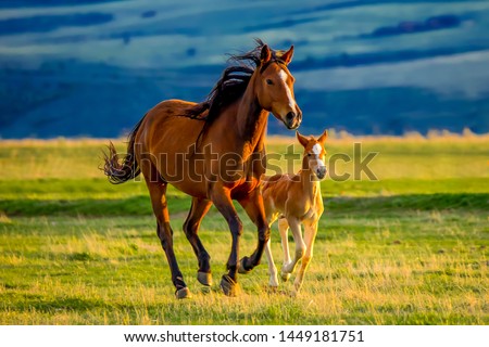 Similar – Image, Stock Photo Horse with little foal