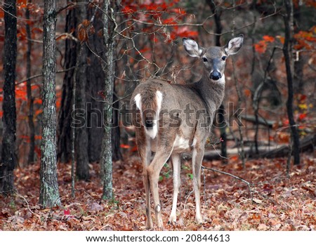 A Female Deer in the Fall Forrest