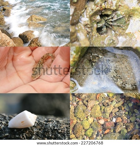 Ecology concept - small fish in hands, shell on the shore, crab in rock hole, and surf