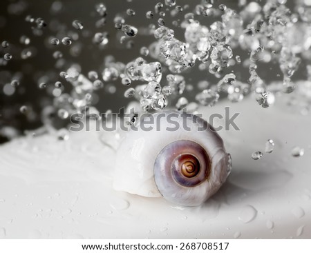 Shell and flying water drops around. Spa concept. Power of Mother Nature is using for balance human body. Symmetrical object. Defocused waterdrops is on background.