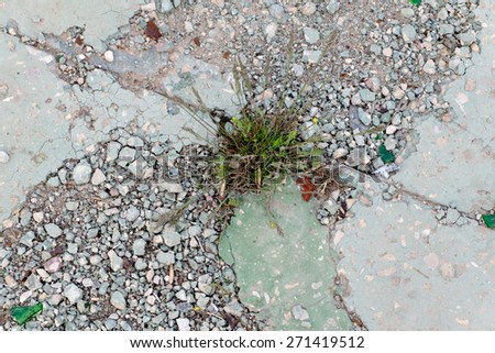 Difficulties overcom concept. Grass grow through cement pavement. Copyspace. Brocken concrete surface covered with small gravel chips.
