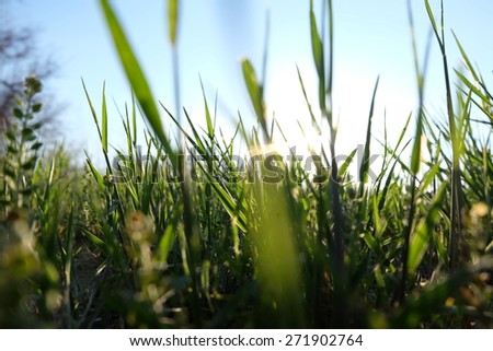 Fresh grass in the field. Spring is coming! New life is growing in new season.
