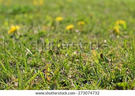 Pasture with dandelions and copyspace. Fresh spring plants cover the ground. Sping is here! Circle of life. Growth concept. Growing weeds. Vitality and freshness.