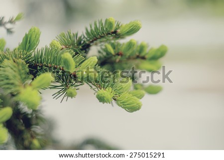 Spring evergreen pine tree branch. Circle of life. Copyspace.