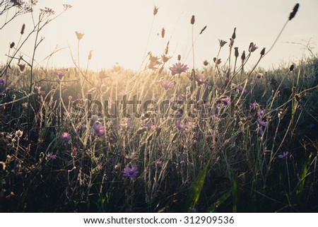 Field of dry wild flowers weed backlit in the evening with warm setting sun. Plant is bended by wind. Instagram filter color. Motion blur.