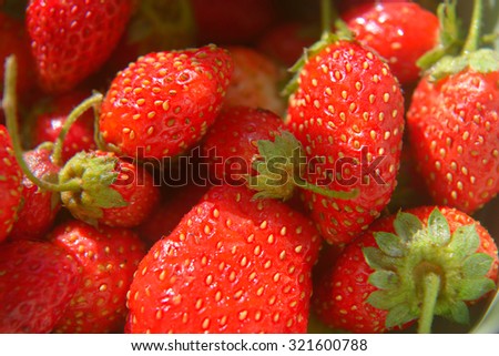 Organic strawberries macro, berries of different size
