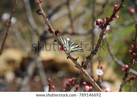 apricot flower with butterfly